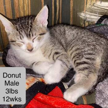 Crispy Creme FKA Donut -  Domestic Short Hair Cat for Adoption in Leander, Texas - Crispy Creme FKA Donut | PetCurious