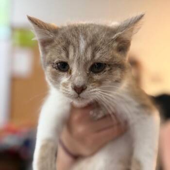Benny -  Domestic Short Hair Cat for Adoption in Idaho Falls, Idaho - Benny | PetCurious