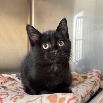 Rescue Domestic Short Hair Cats for Adoption in Battle Creek, Michigan - VINCENT | PetCurious