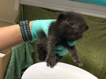 Domestic Short Hair Cats Available for Adoption in Riverside, California - A1913004 | PetCurious