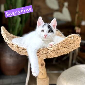 Sassafras -  Domestic Short Hair Cat for Adoption in New Albany, Ohio - Sassafras | PetCurious