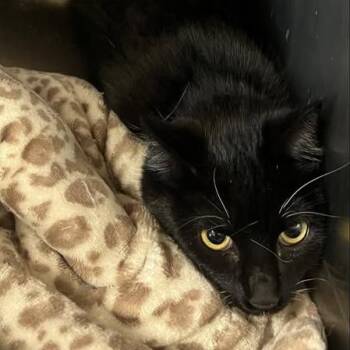 Domestic Short Hair Cats Available for Adoption - Romy | PetCurious