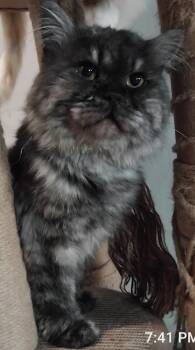 Rescue Ragdoll Cats for Adoption in Snow Hill, Maryland - Nachos | PetCurious