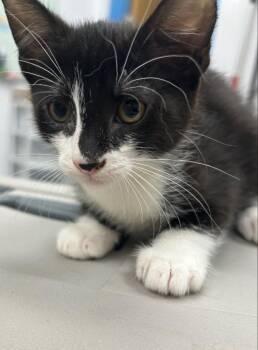 Twinkie -  Domestic Short Hair Cat for Adoption in Hartsville, South Carolina - Twinkie | PetCurious