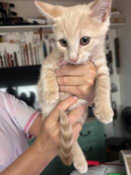 Harley -  Domestic Short Hair Cat for Adoption in Oceanside, California - Harley | PetCurious