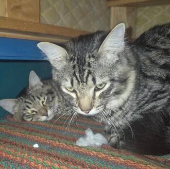 Tabby Cats Available for Adoption in Anthem, Arizona - Sun And Moon - Bonded Pair | PetCurious