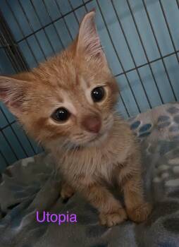 Utopia -  Domestic Medium Hair Cat for Adoption in Shrewsbury, Massachusetts - Utopia | PetCurious