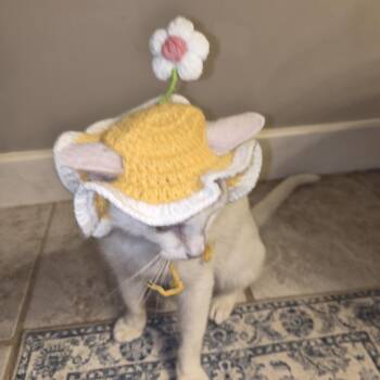 Alani -  Domestic Short Hair Cat for Adoption in Gainesville, Florida - Alani | PetCurious