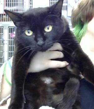 A185170 -  Domestic Short Hair Cat for Adoption in Pasadena, Texas - A185170 | PetCurious
