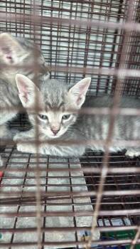 A660834 -  Domestic Short Hair Cat for Adoption in Houston, Texas - A660834 | PetCurious