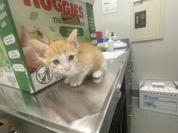 ADOPTION PENDING -  Domestic Short Hair Cat for Adoption in Ontario, California - ADOPTION PENDING | PetCurious