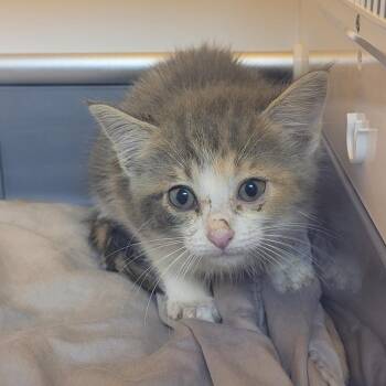 Kelly -  Domestic Medium Hair Cat for Adoption in Pauls Valley, Oklahoma - Kelly | PetCurious