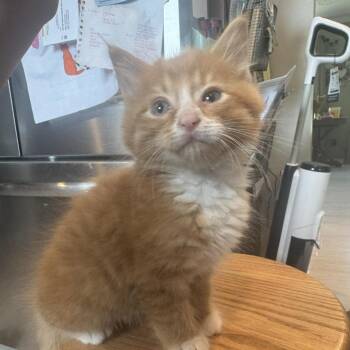 Mitchell -  Domestic Medium Hair Cat for Adoption in West Olive, Michigan - Mitchell | PetCurious