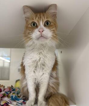 Fanta (ID 52621) -  Domestic Medium Hair Cat for Adoption in Manassas, Virginia - Fanta (ID 52621) | PetCurious