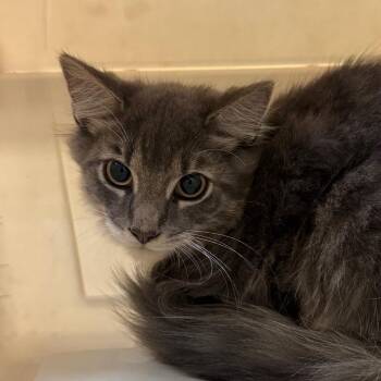 Pyro -  Domestic Short Hair Cat for Adoption in Birmingham, Alabama - Pyro | PetCurious