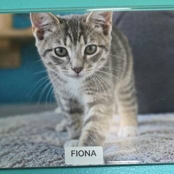 Fionoa -  Domestic Short Hair Cat for Adoption in Petersburg, Indiana - Fionoa | PetCurious