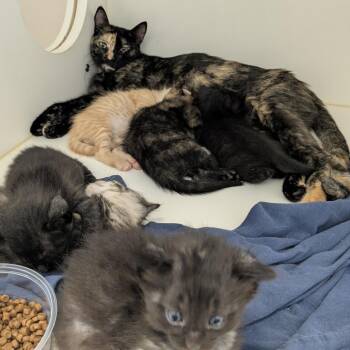 Fae -  Domestic Short Hair Cat for Adoption in Philadelphia, Pennsylvania - Fae | PetCurious