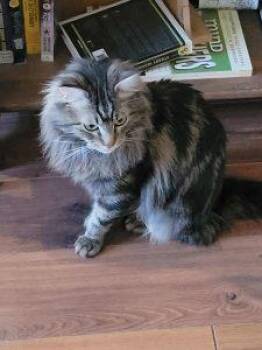 Rescue Domestic Long Hair Cats for Adoption in Anchorage, Alaska - Ronnie | PetCurious