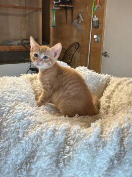 Tabby Cats Available for Adoption in Jurupa Valley, California - Bridgerton | PetCurious