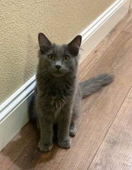 Gravy -  Domestic Medium Hair Cat for Adoption in Reno, Nevada - Gravy | PetCurious