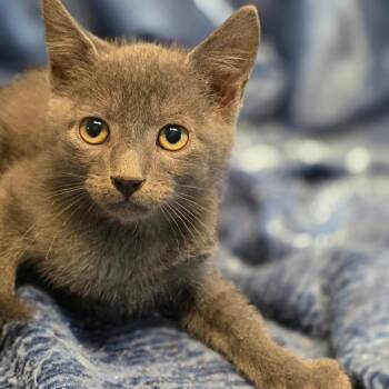 Salsa -  Domestic Short Hair Cat for Adoption in Wiggins, Mississippi - Salsa | PetCurious