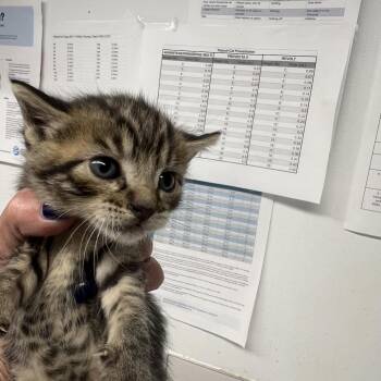 Domestic Short Hair Cats Available for Adoption in St. Louis, Missouri - French Toast | PetCurious