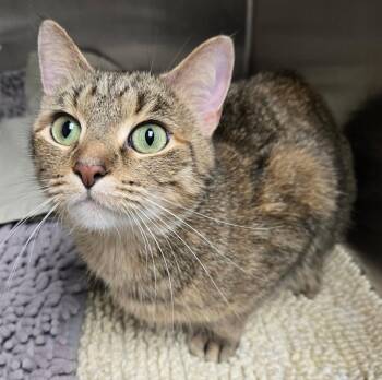 Domestic Short Hair Cats Available for Adoption in Saint Clairsville, Ohio - Anna | PetCurious