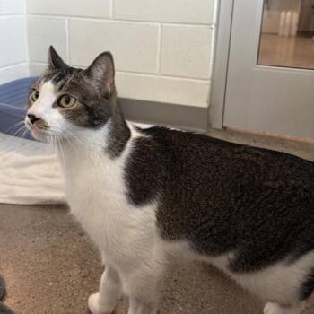 Linus (AKA Miko) -  Domestic Short Hair Cat for Adoption in Phoenix, Arizona - Linus (AKA Miko) | PetCurious