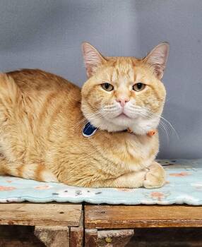 Rescue Domestic Short Hair Cats for Adoption in Grand Rapids, Michigan - Chucky | PetCurious