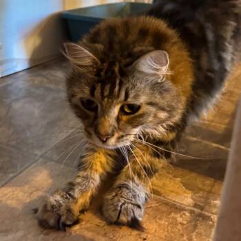Zeus -  Domestic Long Hair Cat for Adoption in Kennebunk, Maine - Zeus | PetCurious