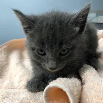 Winebago -  Domestic Short Hair Cat for Adoption in Oak Park, Illinois - Winebago | PetCurious