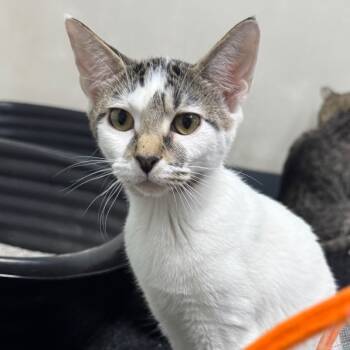 Rescue Domestic Short Hair Cats for Adoption in Middleburg, Florida - Goober 27910 | PetCurious
