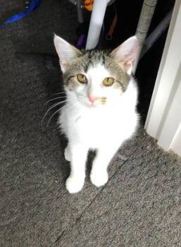 Rescue Domestic Short Hair Cats for Adoption in Russellville, Kentucky - Brioche | PetCurious