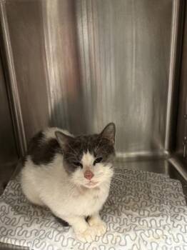Cheese sauce -  Domestic Short Hair Cat for Adoption in West Chester, Pennsylvania - Cheese Sauce | PetCurious