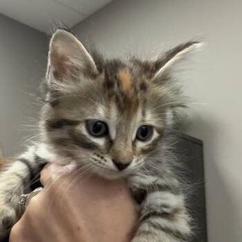 Flower -  Domestic Medium Hair Cat for Adoption in Midland, Texas - Flower | PetCurious