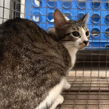 Domestic Short Hair Cats Available for Adoption in Edinburg, Texas - Jeans (10) | PetCurious