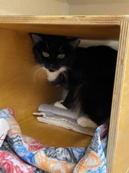 Rescue Domestic Medium Hair and Domestic Short Hair Cats for Adoption in Bellevue, Washington - Dumpling | PetCurious