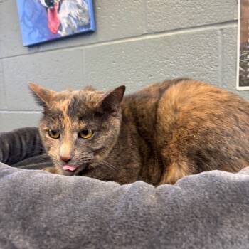 Rescue Domestic Short Hair Cats for Adoption in Waynesboro, Pennsylvania - Theresa | PetCurious
