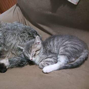 Luke Skywalker -  Domestic Short Hair Cat for Adoption in Saint Paul, Minnesota - Luke Skywalker | PetCurious