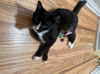 Oreo -  Domestic Short Hair Cat for Adoption in Tustin, California - Oreo | PetCurious