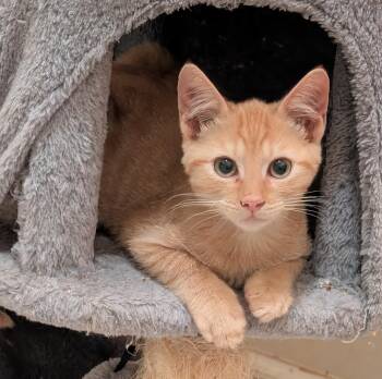 Murph -  Domestic Short Hair Cat for Adoption in Jacksonville, Florida - Murph | PetCurious