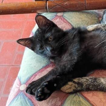Spunky -  Domestic Short Hair Cat for Adoption in Bedford, New Hampshire - Spunky | PetCurious