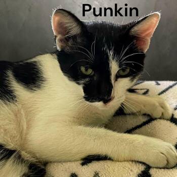 Punkin -  Domestic Short Hair Cat for Adoption in Weems, Virginia - Punkin | PetCurious