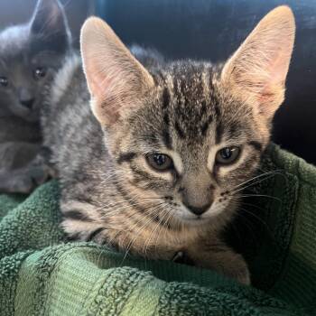 Jaguar -  Domestic Short Hair Cat for Adoption in Oak Park, Illinois - Jaguar | PetCurious
