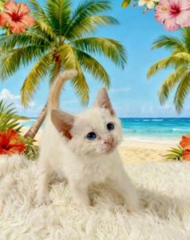 Krispy Kreme -  Siamese Cat for Adoption in Tehachapi, California - Krispy Kreme | PetCurious