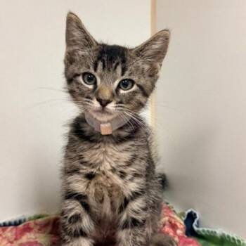 Tay -  Domestic Short Hair Cat for Adoption in Hawthorne, California - Tay | PetCurious