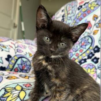 Ruby -  Domestic Short Hair Cat for Adoption in Wheaton, Illinois - Ruby | PetCurious