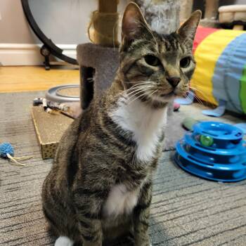 Judah -  Tabby and Domestic Short Hair Cat for Adoption in Allentown, Pennsylvania - Judah | PetCurious