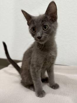 Domestic Short Hair Cats Available for Adoption in Las Vegas, Nevada - Shadow | PetCurious