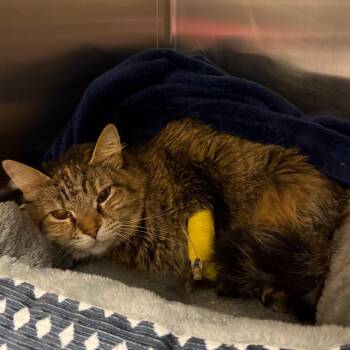 Domestic Long Hair Cats Available for Adoption in Council Bluffs, Iowa - Faucy | PetCurious